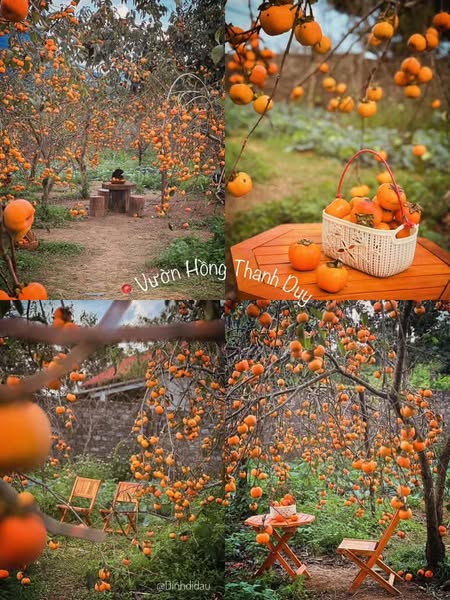 488221364 1118449176970348 6666248142310591239 N